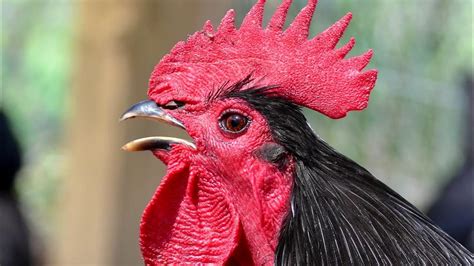 Rooster Crowing Sound Effect Sound Of Rooster Crowing Youtube