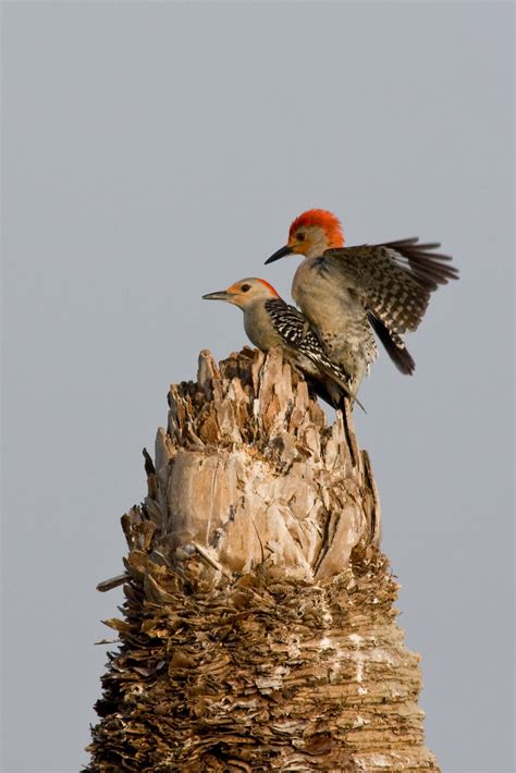Red Bellied Woodpeckers Mating Matthew Paulson Photography