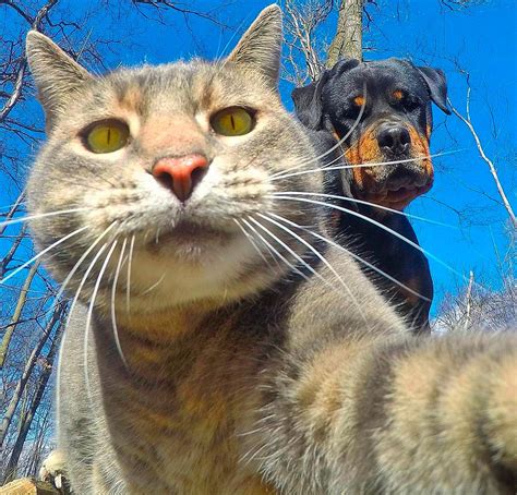 Meet Manny The Selfie Cat Who Just Cant Get Enough Of The Camera And