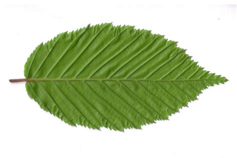 Isolated Leaf 1 Free Photo Download Freeimages