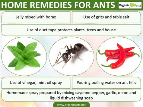 Home Remedies For Ants Organic Facts