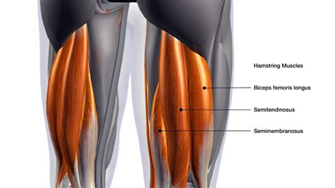 These Are The 10 Best Hamstring Exercises For Building Stronger Legs