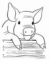 Coloring Pig Pages Farm Sheets Fun Help Printing sketch template