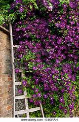 Images of Clematis Climbing