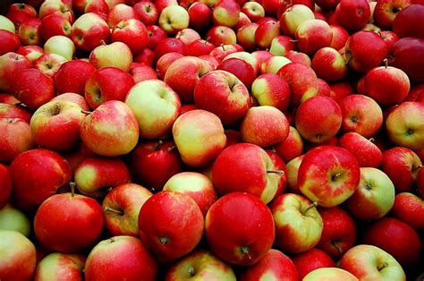 Check out our september 7, 2016 event and get a close look at what's new. U.S. Will Start Importing Fresh Apples From China ...