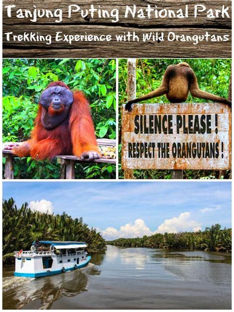Jadwal ka sritanjung terbaru surabaya banyuwangi, ka banyuwangi surabaya. Tanjung Puting National Park » An Incredible Trekking Experience with Wild Orangutans in 2020 | See