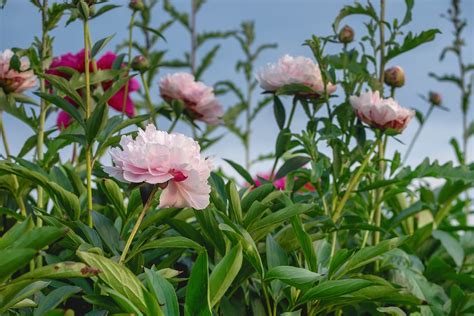 Fall Is The Best Time To Replant Peonies Yourhub