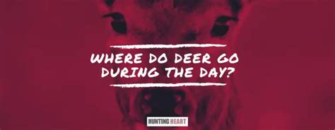 Where Do Deer Go During The Day Hunting Heart