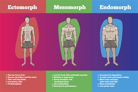 The Ultimate Guide For The Ectomorph For Weight And Muscle Gain