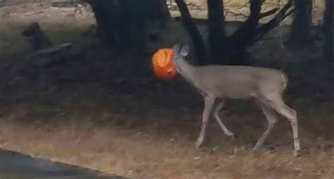 Deer With Head Stuck In Plastic Pumpkin Cant Eat Or Drink Neighbors Pulls Together To Help