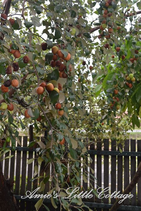 Bol bol eğlenip, bol bol paylaşabilirisiniz. Gambar Buah Apel Yang Cantik - golek gambar