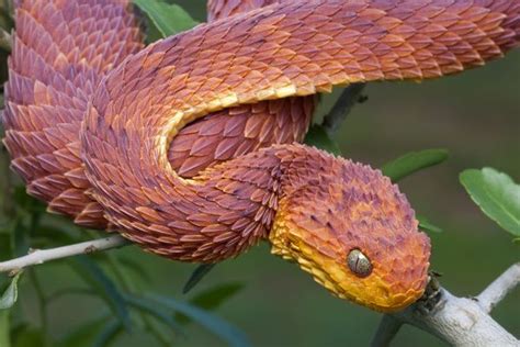 Viper Beautiful Snakes African Bush Viper Scary Snakes