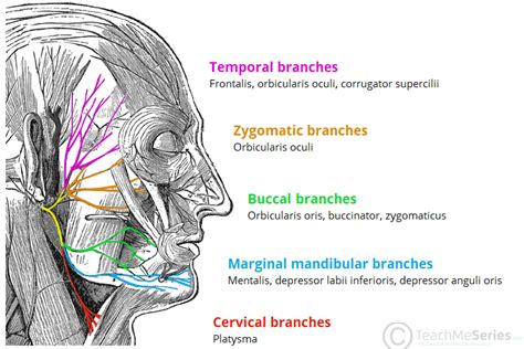 the facial nerve cn vii course functions teachmeanatomy