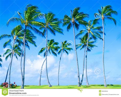 Coconut Palm Tree On The Beach In Hawai Stock Photo