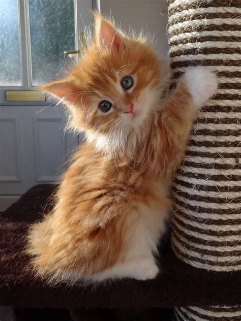 Cute Fluffy Ginger And White Kitten Cute Cats And Dogs Cute Fluffy