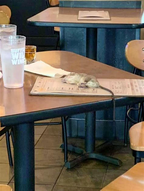 Rat Falls From Ceiling Lands On Womans Table At Buffalo Wild Wings