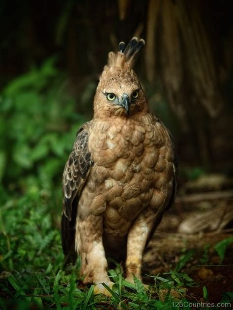 Indonesia divides into two ecological regions; National Animal Of Indonesia -Javan Hawk Eagle - 123Countries.com