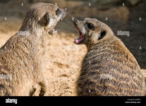 Fight Fighting Africa Skin Colony Predator Meerkat Meerkats Fight