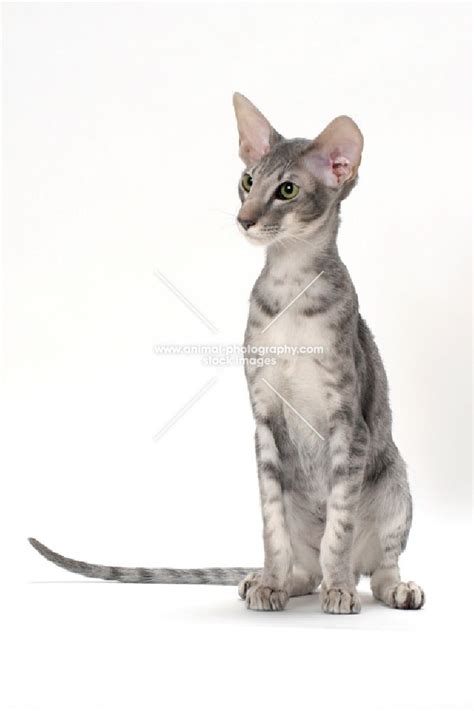 Best oriental shorthair of the year rw bw qgc practicalcats ballandbiscuit black silver ticked tabby bred by: Oriental Shorthair sitting, blue spotted tabby colour ...