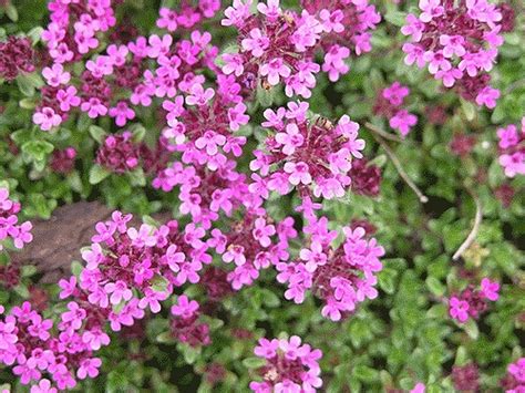 Buy Red Supply Solution Creeping Thyme 500 Seeds Scarlet Thymus