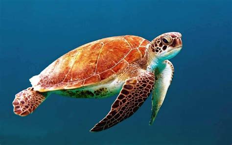 Tartaruga marinha Tempo de vida as 7 espécies e como vivem