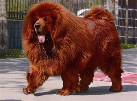 Cão da raça mastiff tibetano O mais caro do mundo Você realmente sabia