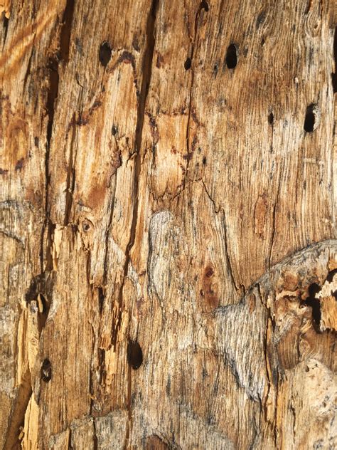 Close Up Of Dead Tree Wood Grain Stock Texture Free Textures