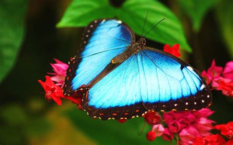 Butterfly Wallpapers Pictures Images