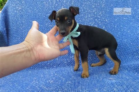 Duke Miniature Pinscher Puppy For Sale Near Los Angeles California
