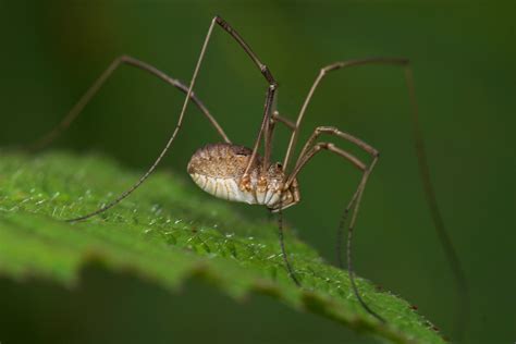 Are Daddy Long Legs Actually Spiders Are They Venomous Do They Bite