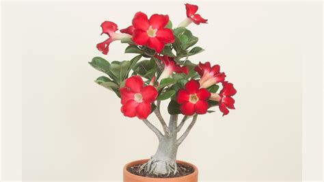 Desert Rose Plant How To Grow Desert Rose And Adeniums Youtube