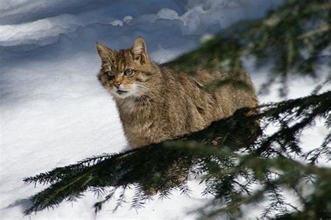 Types Of Wild Cats In Colorado