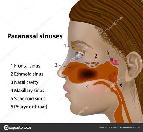 Anatomy Paranasal Sinuses Side Views Frontal Sinus Maxillary Sinus