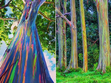 How To Grow Rainbow Eucalyptus Trees From Seeds