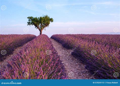 Lavender Field Summer Sunset Landscape With Single Tree Near Val Stock