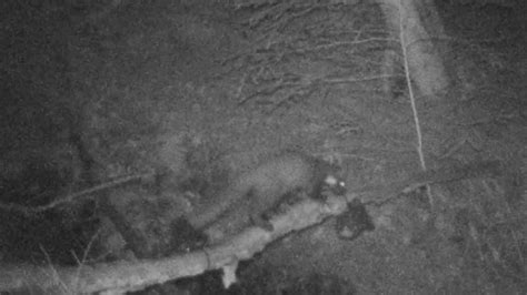 First Grizedale Forest Pine Marten In 10 Years Caught On Camera Bbc News