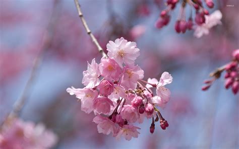 Pink Cherry Blossoms In A Spring Tree Wallpaper Flower Wallpapers