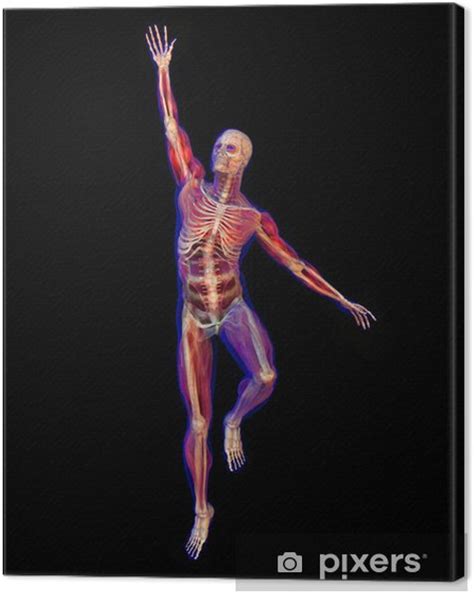 Cuadro En Lienzo Ilustración De Rayos X De La Anatomía Humana Y Del
