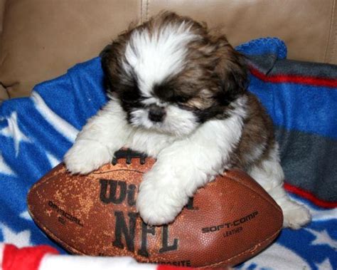 These approved people receive the first photos of the litter and get to choose before the pups are available for others to adopt. AKC SHIH TZU PUPPIES - READY for Sale in Jacksonville ...