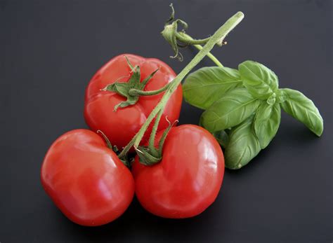 Tomato And Basil 1 Free Photo Download Freeimages