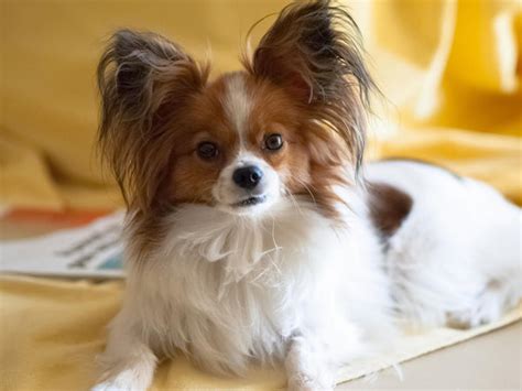 Everything You Need To Know About Papillon Puppies Petsmont