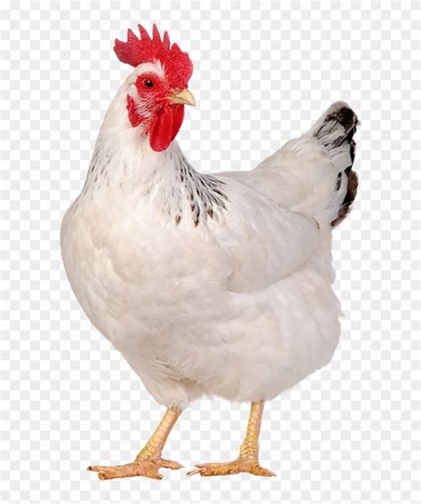 Poultry Suguna Chicken Hd Png Download X Pngfind