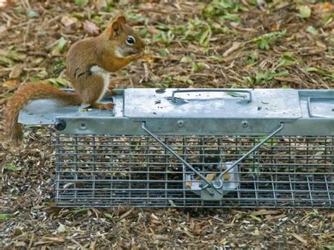 How To Trap Red Squirrels Ultimate Guide Wypestcontrol 2022