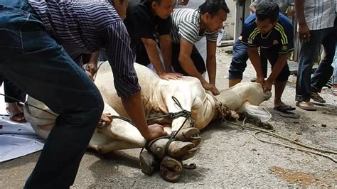 But besides sparing a few minutes to feed and play with them, we can do more for these animals by volunteering our time at shelters or rescue. Animals Australia exposes live export sheep and cattle ...