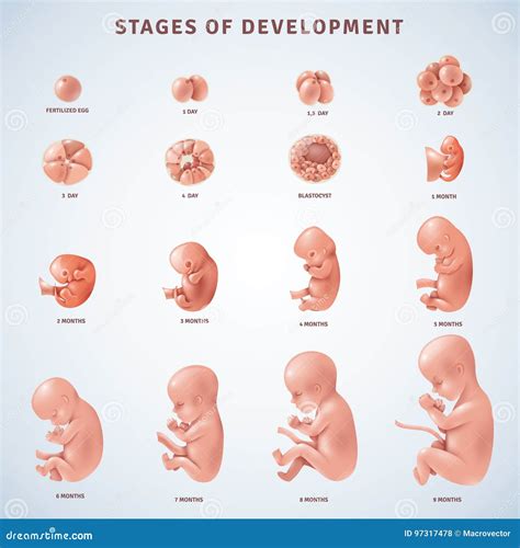 Fase Embrionaria Del Ser Humano F F