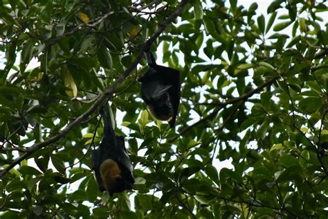 Spectacled Flying Fox Pteropus Conspicillatus Cape Tribu Flickr