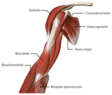 Arm Muscle Diagram Side View Muscles Of Anterior Flexor Compartment