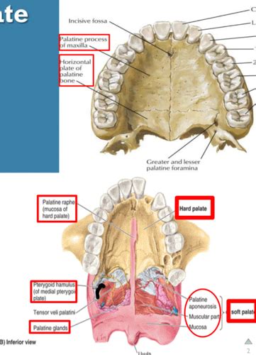 Anatomy 2 Palate And Lymph Nodes Of Head And Neck Flashcards Quizlet