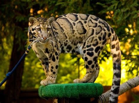 The Rarest Exotic Cats That Are Kept As Pets Pethelpful