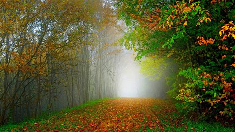 Morning Nature Scenery Forest Trees Colorful Leaves Road Wallpaper